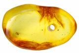 Fossil Fly (Diptera) In Jewelry Quality Baltic Amber #159824-3